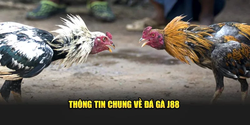 Giới thiệu một số thông tin về đá gà j88